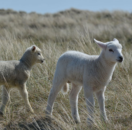 Ostern auf Sylt